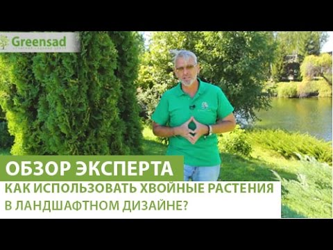 Как использовать хвойные растения в ландшафтном дизайне?