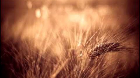 سورة الفيل للشيخ ناصر القطامي