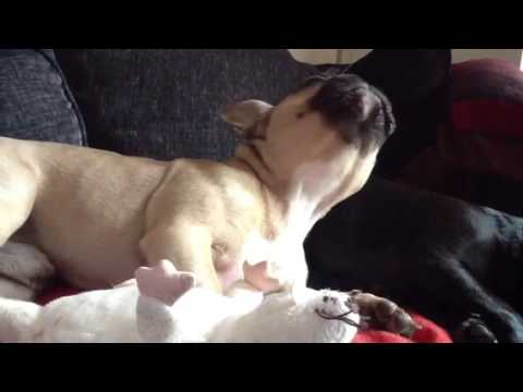 Sad French Bulldog Howling - YouTube