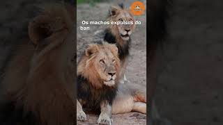 7 curiosidades sobre os leões! # shorts