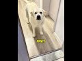 I didn't get a dog, I got a roommate with an attitude! 🐕😒✨#funnydogs