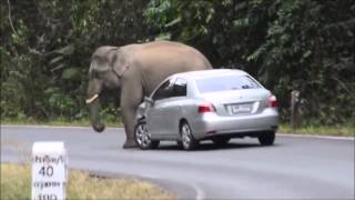 Слон,который не любит дешёвые иномарки
