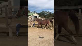 Cantering ruby in the round pen