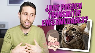 驴Pueden transmitir los gatos enfermedades a las personas? 驴Pueden transmitir los gatos enfermedades a las personas?