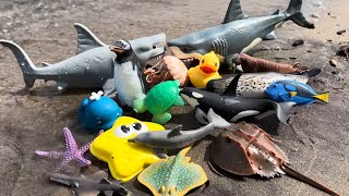 Finding Sea Animal Toys Near a River
