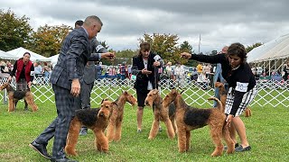 Hatboro kennel club Day 2, Best of Breed competition Airedale Terriers