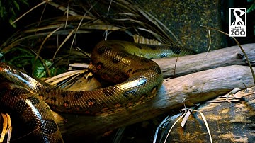Faces of the Rainforest - Anacondas