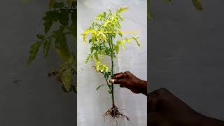 Root Knot Nematode Damage Symptoms