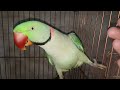 16 May 2026 Max is too good \Max is my \baby lover parrot \magical parrot in world cute \sweet