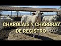 RANCHO EN JALISCO ME REGALA BECERRO CHAROLAIS.