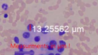 AmCAD-CA_20170120