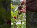 Easy plant propagation🪴 #gardening #plants#shorts