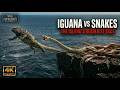 WILD GALAPAGOS | Baby Iguana vs Snake Army | Nature Animal Documentary