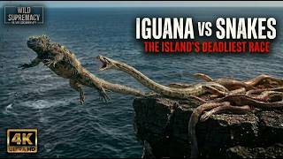 WILD GALAPAGOS | Baby Iguana vs Snake Army | Nature Animal Documentary