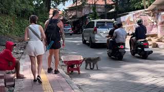 Man Stops Traffic to Help a Monkey Cross the Road