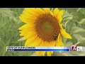 Dorothea Dix sunflower field coming back this summer