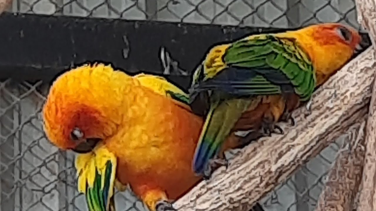 Live❤️❤️ Yellagiri trip! Hairpin turns! Mountain uphill car ride👌