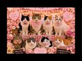 Neko marchie8 Cat′s home がライブ配信中!