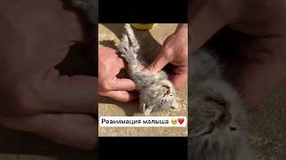 #cat #rescue #rescue #котенок #кот #кошка #котик #котики #shorts