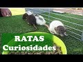 RATAS: Curiosidades de las ratas