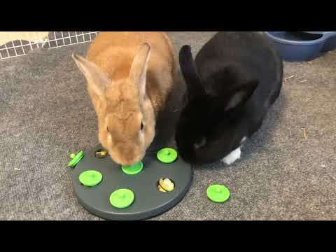 2020 Virtual Bunny Cafe: Comet and Butterscotch