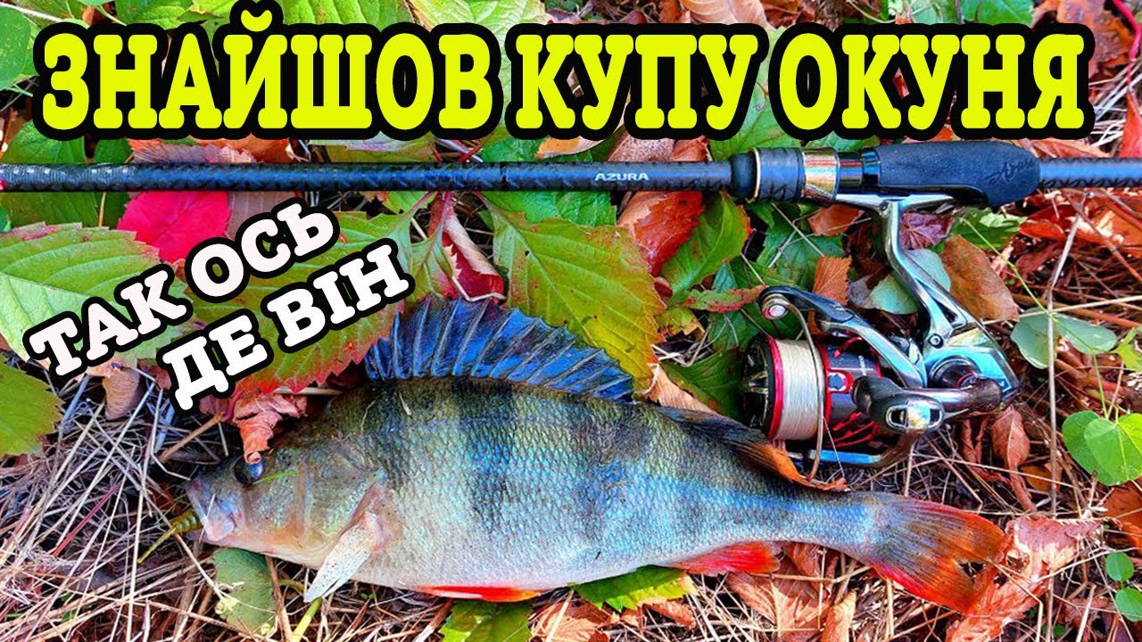 🍁 ЯК ЗЛОВИТИ ОКУНЯ ВОСЕНИ 🍁