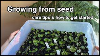 Anthurium Seedling Care & Guide to Growing From Seed