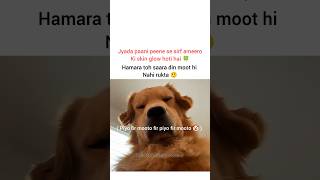 Moot diya #catmemes #relatablememes #viralmemes #explore #aestheticstatus #popular #memes #shorts