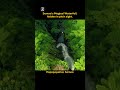 The Most Magical Waterfall in Samoa #trendingshorts #waterfall #samoa #travel