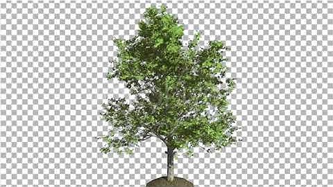 Red Maple Tree is Swaying at the Wind Green | Motion Graphics - Envato elements