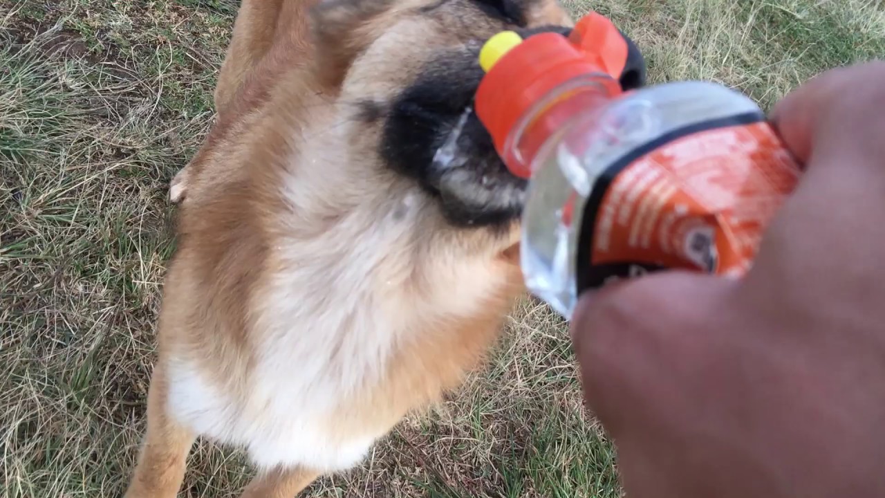 Thirsty dog gulps down water after Agudo Peak uphill YouTube
