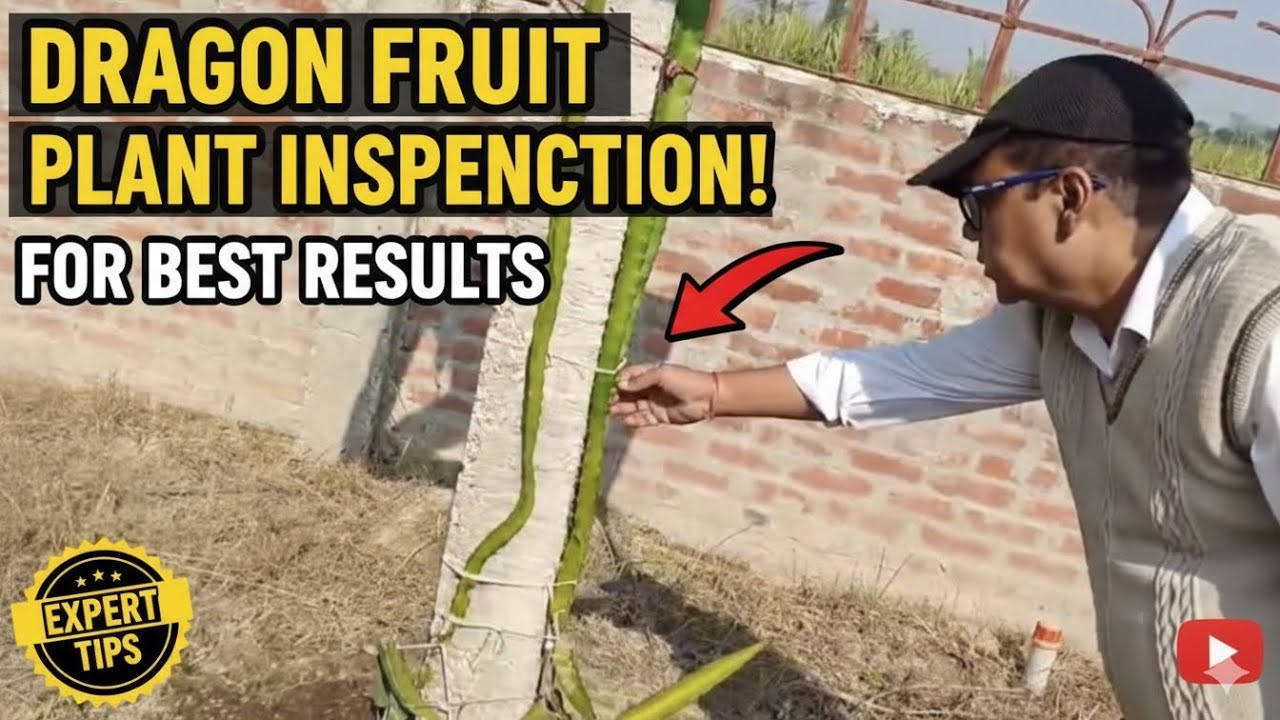 How to inspect each dragon fruit plant ￼