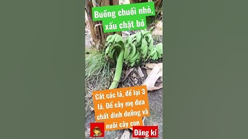 buồng chuối nhỏ, xấu chặt bỏ, cắt các lá chuối, để lại 3 lá chuối để cây mẹ nuôi cây chuối con sát b