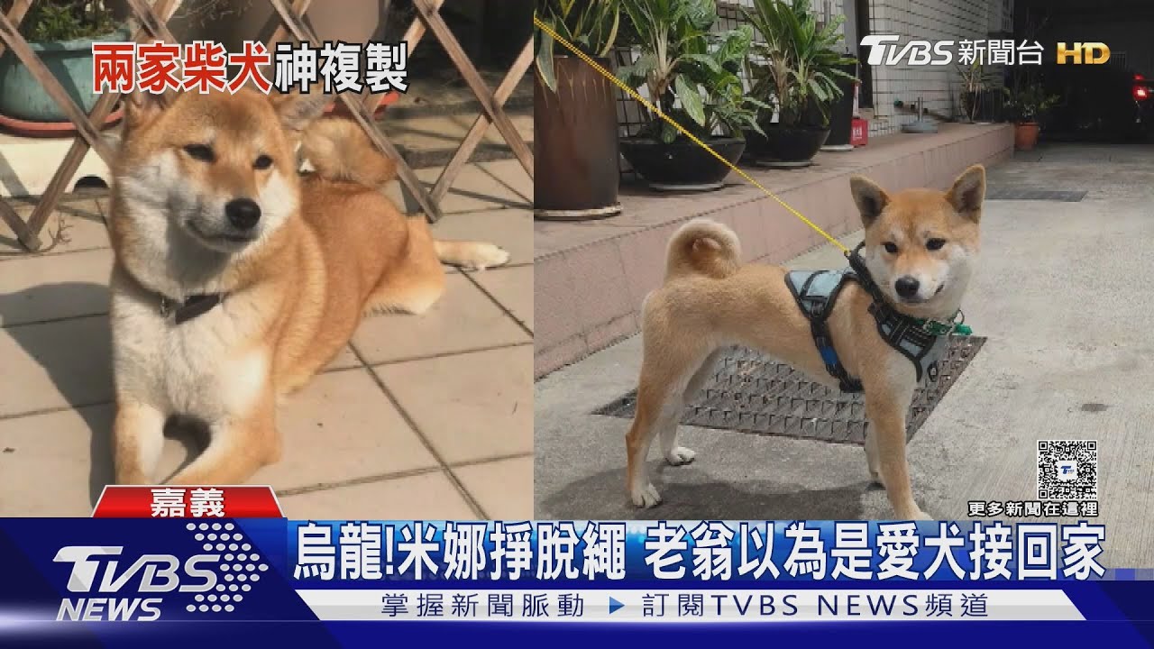 同一天走丟!老翁騎車見同毛色柴犬 誤把別家毛小孩載走｜TVBS新聞 @TVBSNEWS01