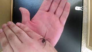 Handling a black widow spider