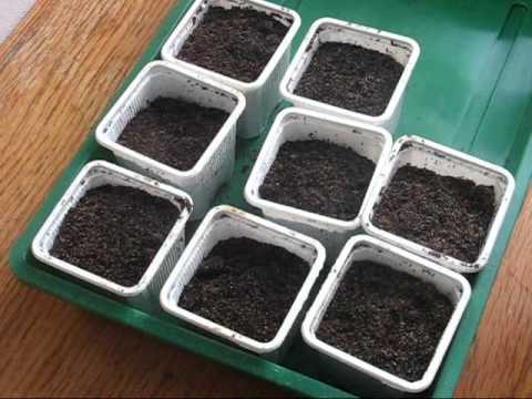 Video: Goji-marjojen lisääminen - Goji-marjakasvien kasvattaminen siemenistä tai pistokkeista