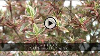 Download Lagu PlantHaven - Abelia SUNTASTIC MP3