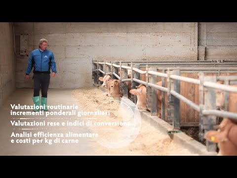 Video: Pascoli Annuali Di Stagione Fredda Con Trifogli Per Integrare I Vitelli Da Allattamento Delle Vacche Da Carne Svernanti