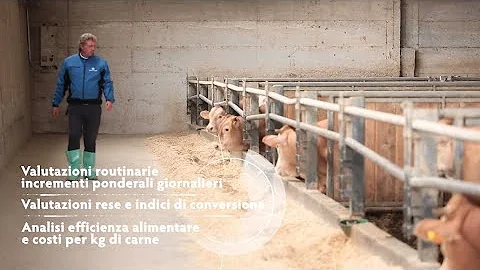 Cosa mangiano i bovini da carne?