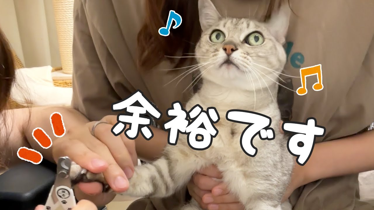 爪切りに慣れすぎたベテラン猫たちがこちらです！