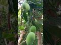 কাচা আম ভর্তা 😋💕🥣#video #food #shortes #mango #vorta😋💕🥣