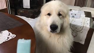 アラン、アイスが気になる greatpyrenees グレートピレニーズ