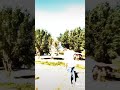 عـندما غـاب الاسـد ظهـرت الكـلاب