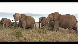 Ekorian's Mugie Camp, Laikipia