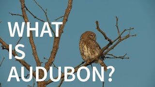 What is Audubon?