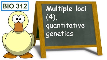 Multiple loci (4), quantitative genetics.