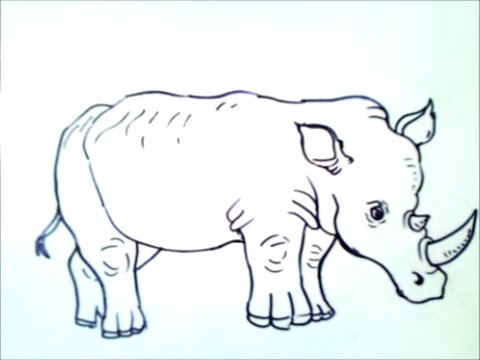 Video: Come Si Disegna Un Rinoceronte
