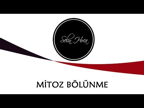 [ARŞİV] 1) Mitoz Bölünme - 10. Sınıf Biyoloji (TYT #24)