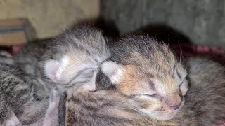 Relaxing cat video watch,cat lover , show love to adorable newborn babies #cat #kitten