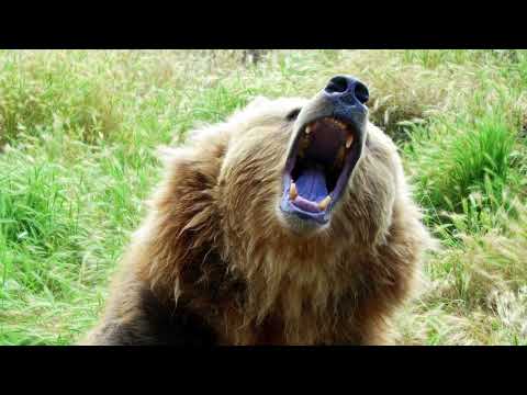 Majestic Bear Growl: A Wilderness Roar